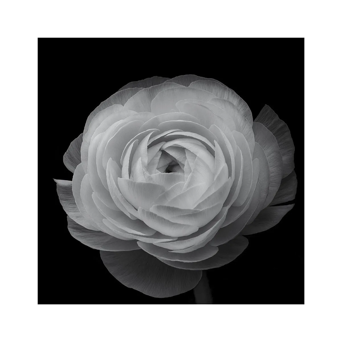 40 cm x 40 cm PM6225